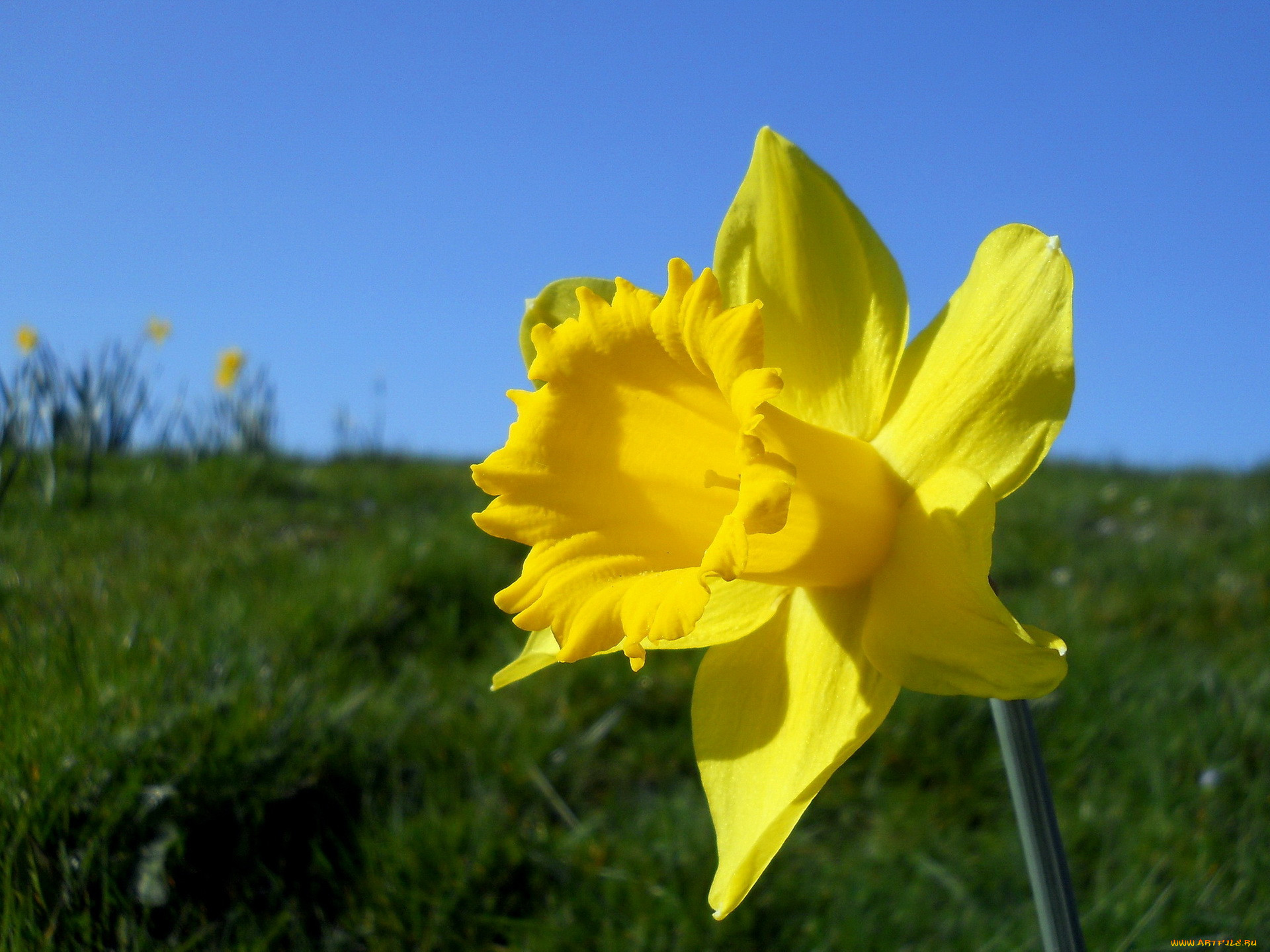 Нарцисс по английски. Нарциссы Шикотан. Daffodil цветок. Нарцисс сорванный. Нарцисс каталист.